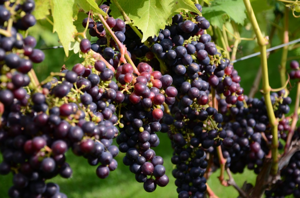 grapes_wine_fruit_fruits-671718.jpg grapes_wine_fruit_fruits-671718.jpg